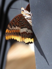 Charaxes jasius