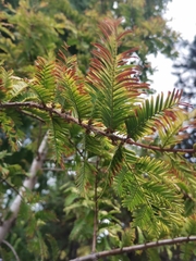 Taxodium distichum