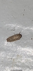 Curtara insularis