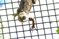 Sceloporus clarkii