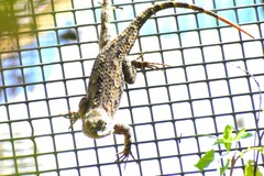 Sceloporus clarkii