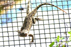 Sceloporus clarkii