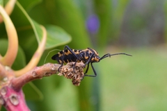 Spartocerini