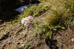 Achillea roseo-alba
