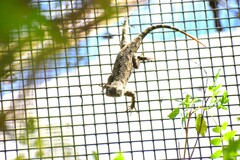 Sceloporus clarkii