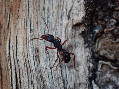 Rhytidoponera aspera