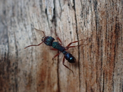 Rhytidoponera aspera