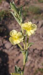 Oenothera indecora