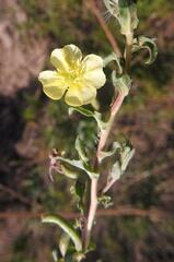 Oenothera indecora