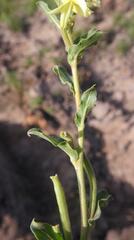 Oenothera indecora