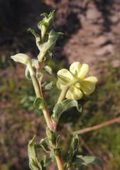 Oenothera indecora