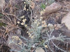 Pseudognaphalium oligandrum