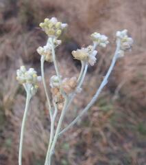 Pseudognaphalium oligandrum