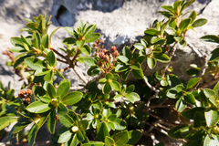 Rhododendron hirsutum