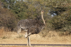 Struthio camelus australis