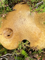 Leccinum versipelle