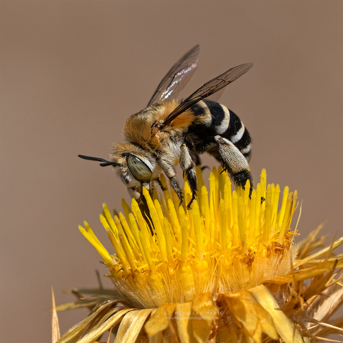 Four-striped Digger Bee