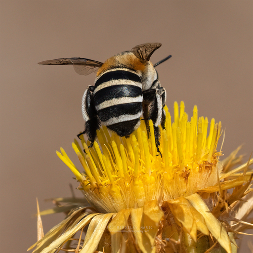 Four-striped Digger Bee