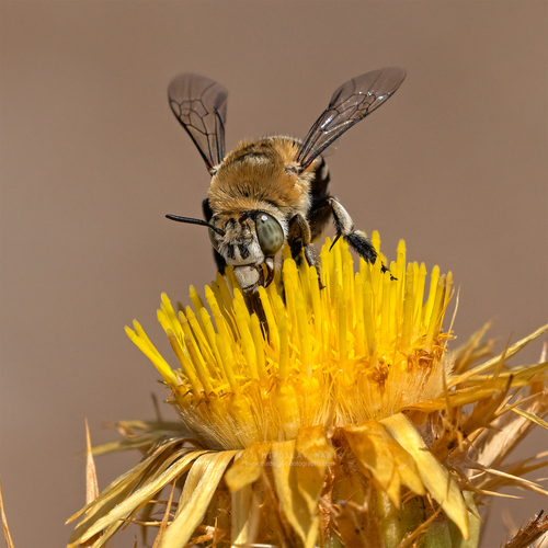 Four-striped Digger Bee