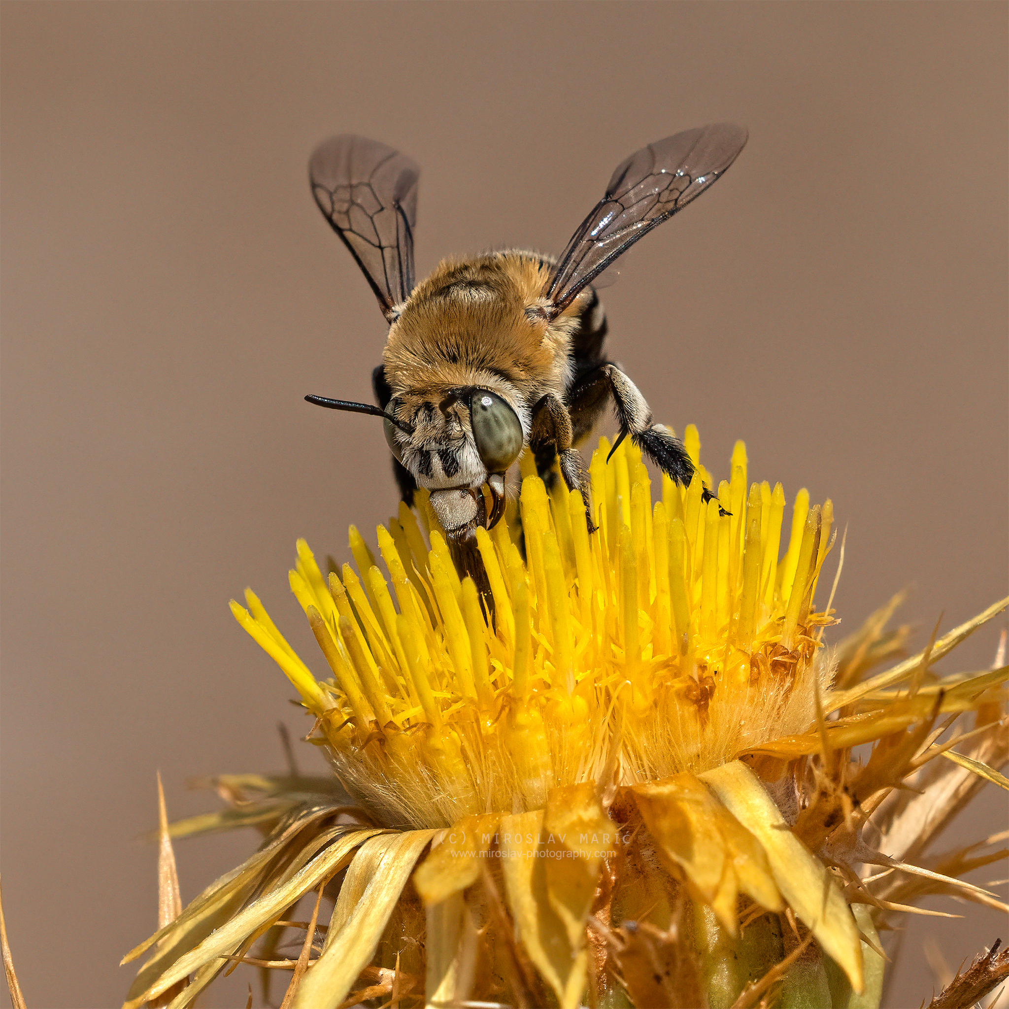 小物 bee Amazon | [Bee] ビー ショート丈トップス クロップド丈 リボン