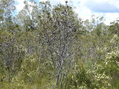 Hakea actites