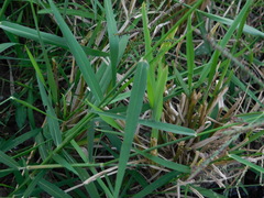 Urochloa mutica