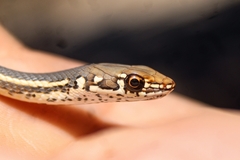 Masticophis lateralis lateralis