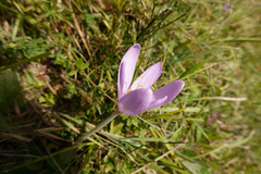 Colchicum autumnale