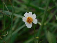 Bidens pilosa