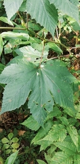 Filipendula camtschatica
