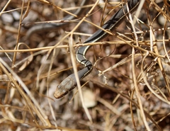 Masticophis lateralis lateralis