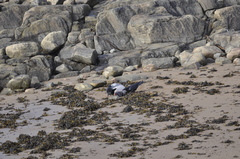 Pagophilus groenlandicus