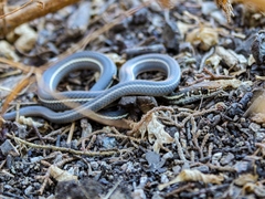 Masticophis lateralis lateralis
