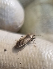 Heterogaster urticae