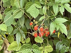 Rubus fraxinifolius