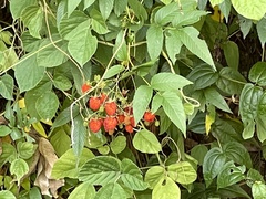 Rubus fraxinifolius