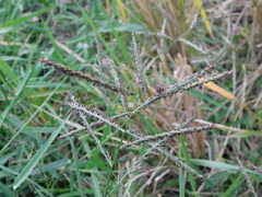 Urochloa mutica
