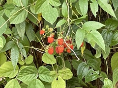 Rubus fraxinifolius