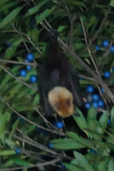 Pteropus conspicillatus