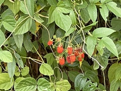 Rubus fraxinifolius