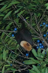 Pteropus conspicillatus