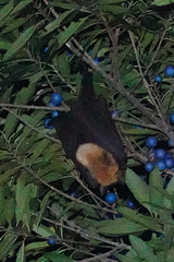 Pteropus conspicillatus