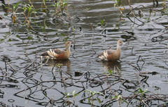 Dendrocygna eytoni