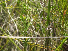 Melaleuca thymifolia