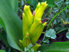 Lachenalia reflexa