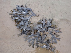 Fucus distichus