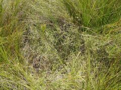 Melaleuca thymifolia