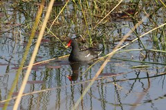 Gallinula chloropus meridionalis
