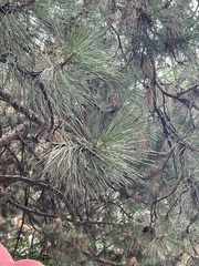 Pinus nigra