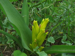 Lachenalia reflexa